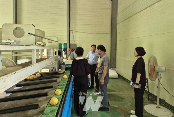 관내 배 수출을 위한 선별현장을 찾아 격려하는 곡성군 관계자들