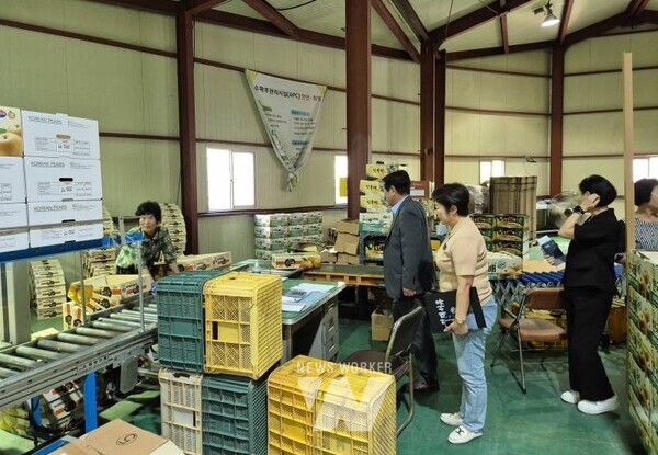 관내 배 수출을 위한 선별현장을 찾아 격려하는 곡성군 관계자들