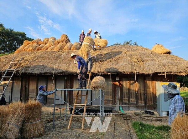 낙안읍성 보존회 회원들이 초가이엉이기 작업을 하고 있다