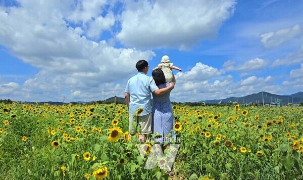 광양읍 2호 해바라기 정원 행복사진 콘테스트 2등 수상작