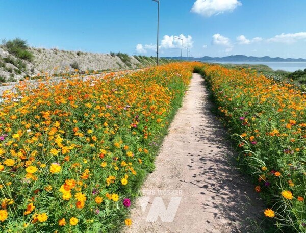 진도군 나리방조제(3.2km) 일원에 조성한 꽃길에 가을꽃들이 만개해 주민과 관광객들의 큰 호응을 얻고 있다