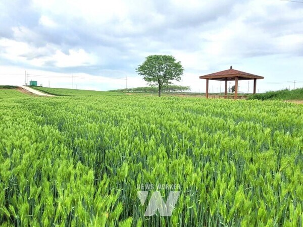 전라남도종자관리소는 2025년산 보리·밀 원종에 대한 종자산업법상 포장검사와 종자검사에서 모두 합격 판정을 받았다.