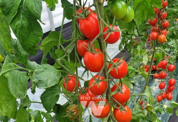 전라남도농업기술원(원장 김행란)이 소비자와 생산자 모두를 만족시킬 대추형 방울토마토 신품종을 개발했다.