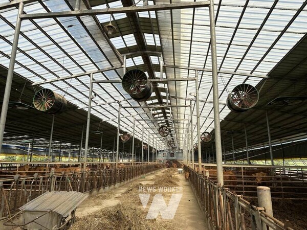 전남 완도군은 최근 기후변화, 가축 질병, 생산성 저하 등 축산업이 직면한 복합적인 문제에 대응하고자 3억 8천만 원을 투입해 7개 사업, 24개소에 ‘스마트 축산 기술 보급 시범 사업’을 추진하고 있다.