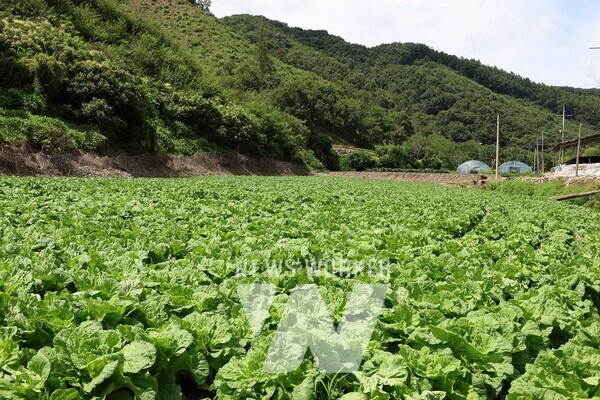 CJ제일제당 '그린로즈' 시범 재배지 전경