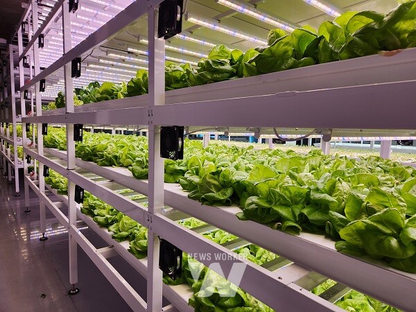 도심형 스마트팜 ‘순천시티팜’ 수직농장에서 채소가 자라고 있다.