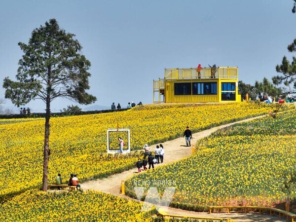 신안 선도 수선화 축제 (사진=신안군 제공)