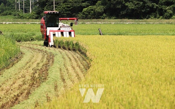 볏짚을 갈아넣기 위해 볏짚을 잘라내며 벼를 수확하고 있다.