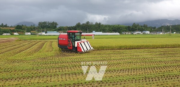 볏짚을 갈아넣기 위해 볏짚을 잘라내며 벼를 수확하고 있다.