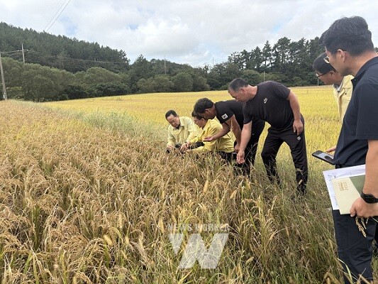 해남군, 농업재해 인정 건의·깨씨무늬병 피해 정밀조사 등 선제적 대응
