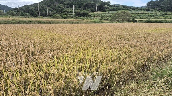 벼 깨씨무늬병 피해 농업재해 인정
