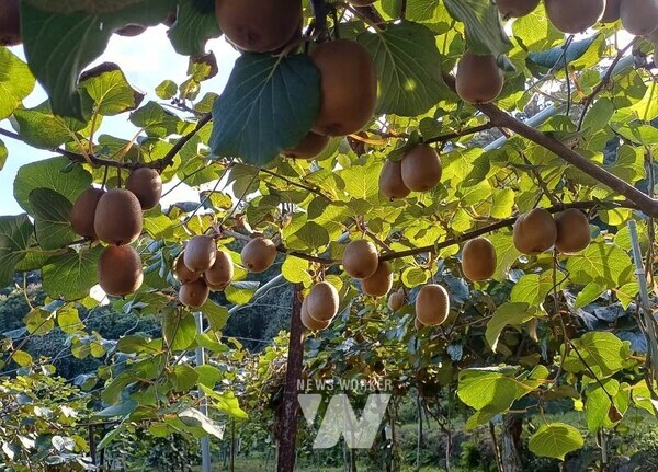순천시 지역 대표 농산물 참다래 본격 출하