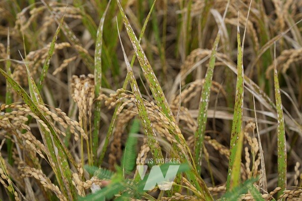 벼 깨씨무늬병은 잎과 벼알에 암갈색 반점이 생기는 것이 특징이다.(사진 제공-나주시)