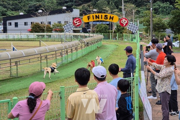 진도군은 지난 추석 황금연휴를 맞아 약 1만 명이 진도개테마파크를 방문해 진도개 공연, 달리기, 장애물 달리기(어질리티) 등 도그(Dog) 스포츠를 관람하고, 진도개 강아지 체험장과 미니 동물농장(학습체험장)을 다녀갔다