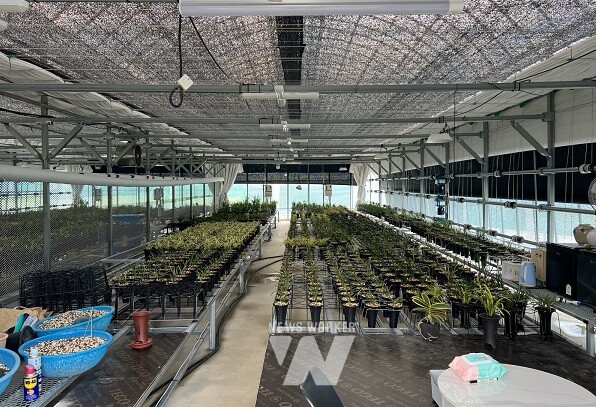 수출용 한국춘란을 재배 중인 온실 내부 모습