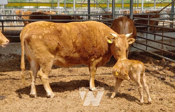 어미소와 송아지