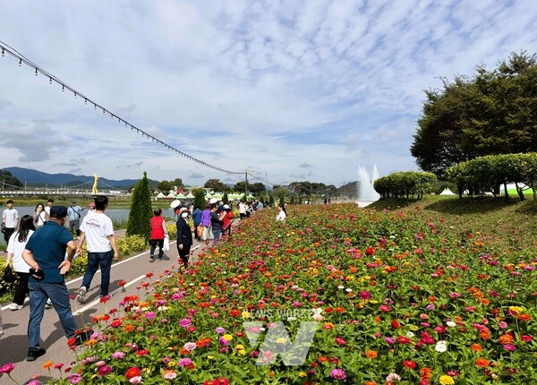 황룡정원 방면 백일홍이 싱그러운 얼굴을 한껏 드러냈다. /장성군 제공