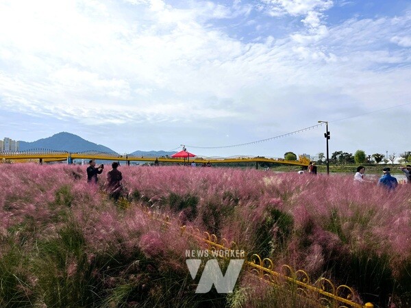 황룡강 문화대교 인근 핑크뮬리가 장관이다. /장성군 제공