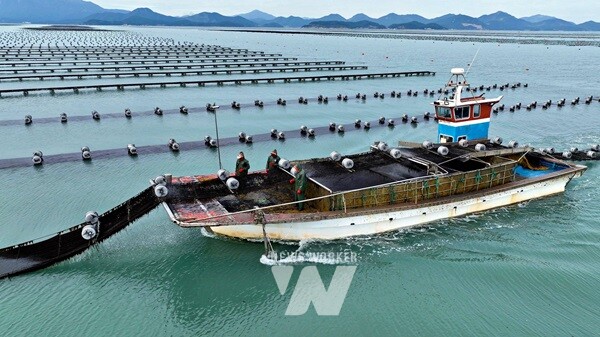 장흥군은 지역 수산식품기업 장흥무산김(주)가 영국 인증기관 LRQA로부터 BRCGS 글로벌 식품안전 인증을 취득했다.