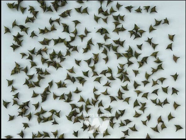 공사 사내벤처팀 ‘워터팜’은 저수지 수생식물 ‘마름’을 활용한 친환경 브랜드 ‘누로아(NUROA)’를 선보였다. (좌) 누로아 앰플, (중) 사업 효과 도식화 (우) 마름 열매 물밤