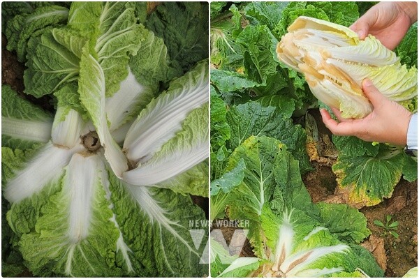 배추 후기 관리 방제 철저(똑딱병,무름병)