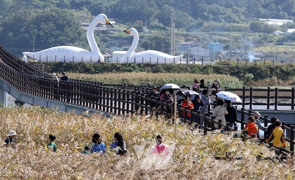 지난해 강진만 생태공원에서 열린 강진만 춤추는 갈대축제 모습