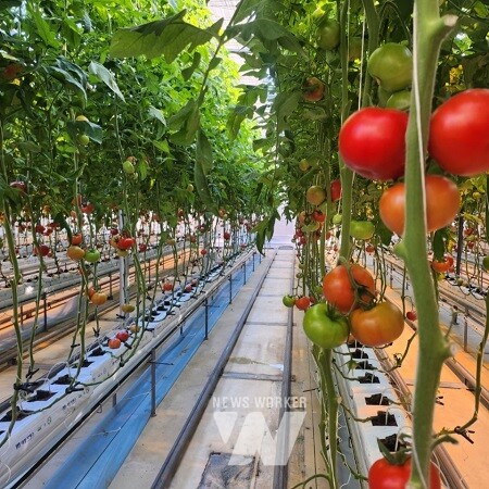 광양시는 농림축산식품부가 주관한 2025년 상반기 저탄소 농산물 인증제 심사 결과, 관내 271농가(117ha)가 신규로 저탄소 인증을 획득했다