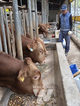 강진군 녹색한우 농가협의회 강종원 회장이 사육중인 송아지에게 알팔파 펠렛 보조사료를 주고 있다.