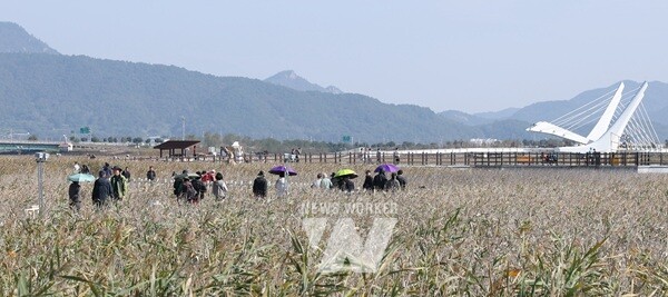 제10회 강진만 춤추는 갈대축제가 강진만 생태공원에서 열린 가운데 관광객들이 강진만 갈대밭을 거닐며 가을을 만끽하고 있다.