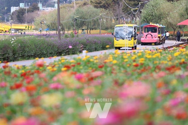 장성 황룡강 꽃길열차가 가을꽃 사이를 달리고 있다. /장성군 제공