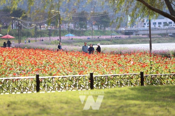 백일홍과 버베나가 어우러진 장성 황룡강 가을풍경./ 장성군 제공