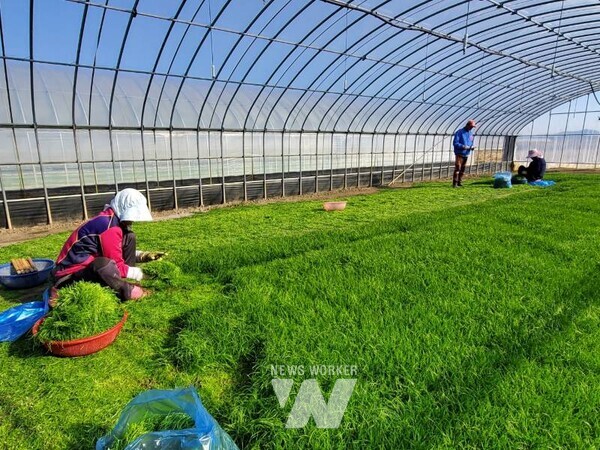 해남군, “바다향 품은 간척지의 명품채소”... 세발나물 출하