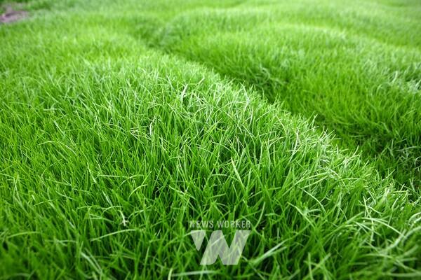 해남군, “바다향 품은 간척지의 명품채소”... 세발나물 출하