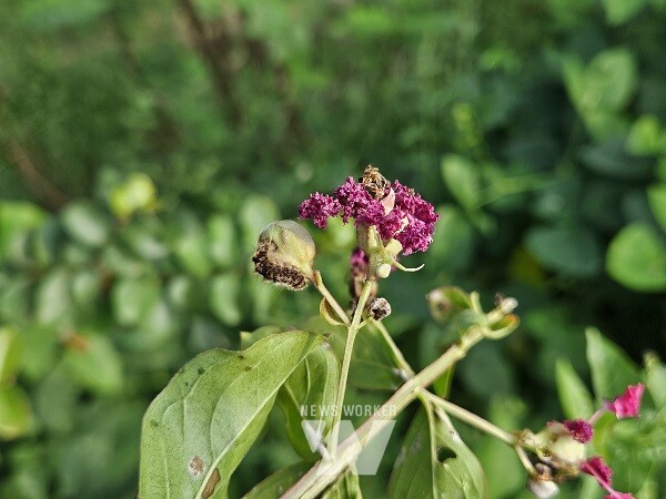 맵시혹나방 유충