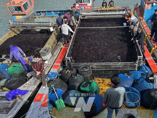진도군, 곱창김 전국 첫 위판 시작