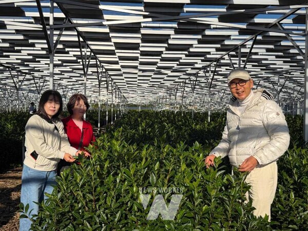 스즈오카 말차 차광 현대화 시설 설치 농가를 방문했다