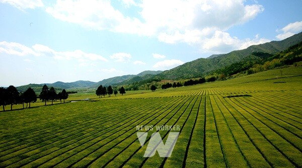 보성 평지 다원 전경