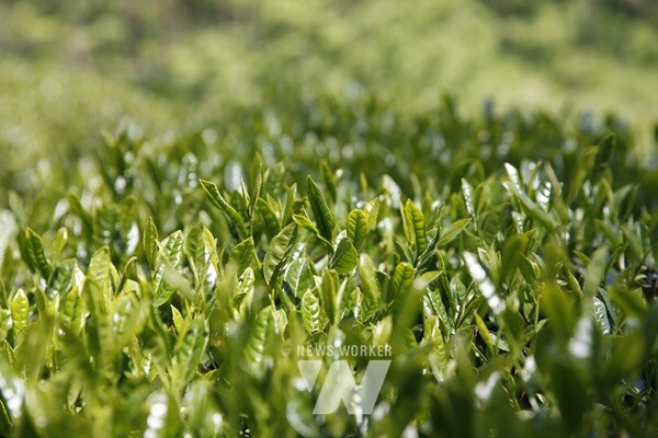 보성차는 친환경 인증으로 엄격하게 품질관리를 하고 있다