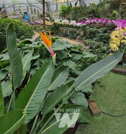 함평군 자연생태공원 아열대전시관, 극락조 개화