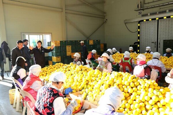 전남 고흥군(군수 공영민)은 20일 두원농협 유자 수매장을 방문해 현장을 점검하고, 유자축제와 함께 본격 수확기에 접어든 고흥유자의 생산·유통 상황을 살폈다.
