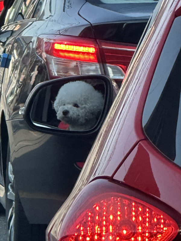 19일 온라인 커뮤니티에 올라온 제보 사진. 강아지가 운전석에 앉아 있다. [사진=보배드림]