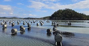 전남해양수산과학원, "김 신품종 종자 분양받으세요" - 뉴스 썸네일 이미지